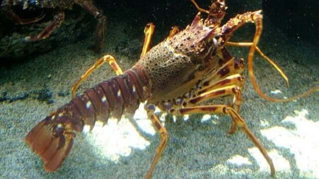 budidaya lobster